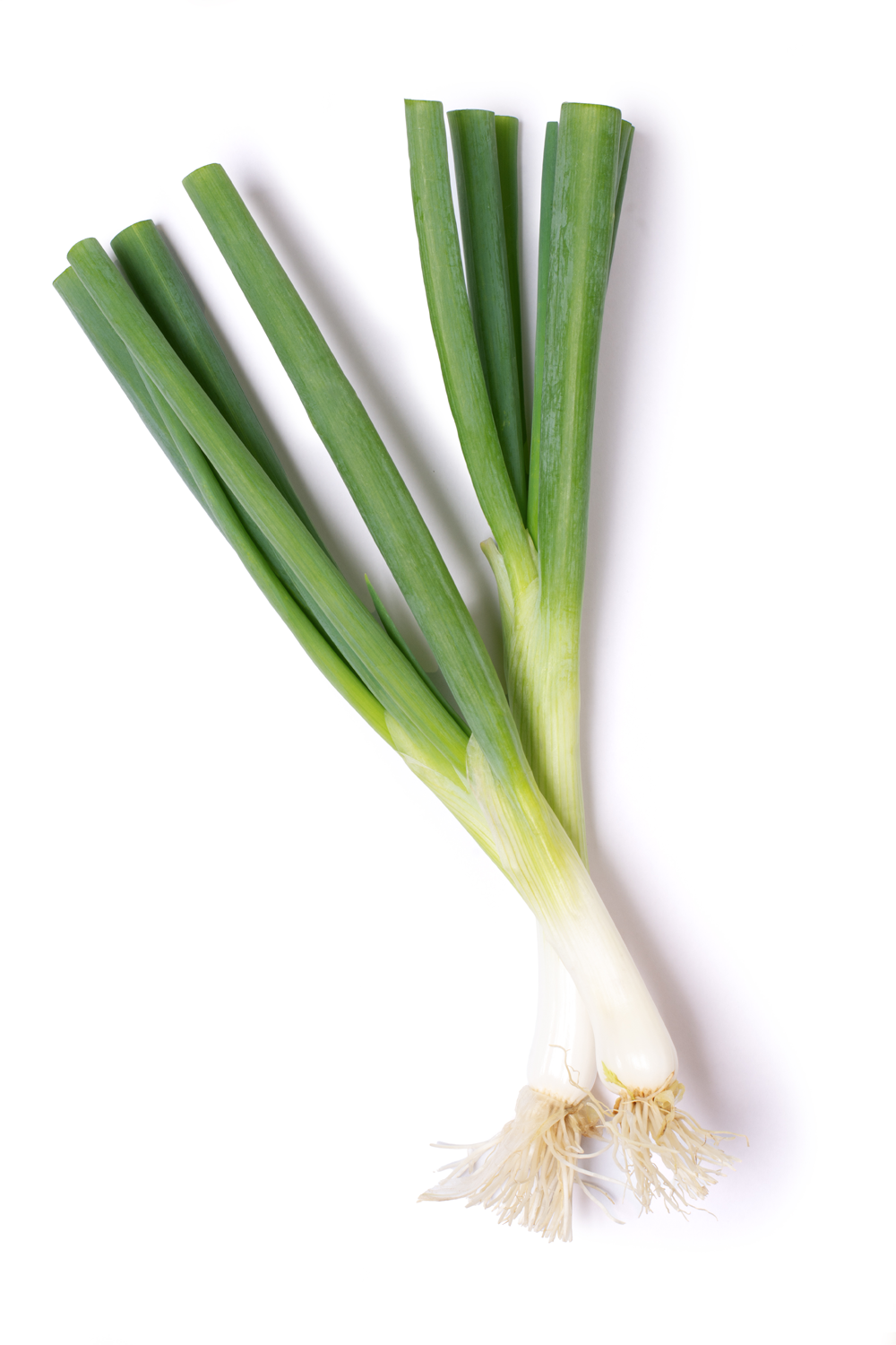 Fresh green onions with white roots attached.